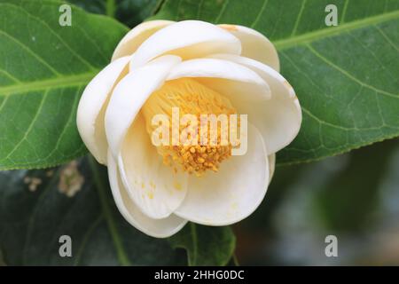 Primo piano di camellia bianca vietnamita fiore, bella vista di fiore bianco in fiore nel giardino Foto Stock