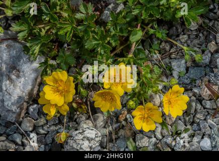 Olio di cinquefoil alpino, Potentilla crantzii, in fiore. Foto Stock