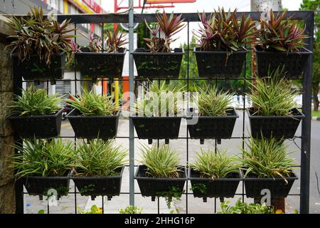 I giardini verticali o spesso indicati come pareti verdi, pareti viventi, biowall o ecowall sono un metodo di coltivazione di colture che utilizzano terreni stretti e limitati u Foto Stock