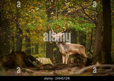 Cervi durante il tempo di rutting. Splendido animale della foresta. Daini che camminano nella foresta. Dama European Fallow Deer marrone di colore ruminante selvatico mammifero su pastur Foto Stock