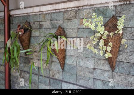 I giardini verticali o spesso indicati come pareti verdi, pareti viventi, biowall o ecowall sono un metodo di coltivazione di colture che utilizzano terreni stretti e limitati u Foto Stock