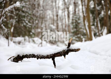 Vista defocused alla foresta d'inverno, alberi di pino coperti di neve. Natura fata dopo la nevicata Foto Stock