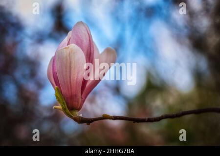 Magnolia x soulangeana Alexandrina fiore, famiglia: Magnoliaceae Foto Stock