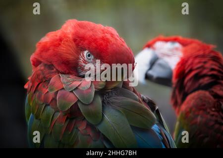 Macaw (Ara chloropterus, macaw rosso e verde), pappagallo di grandi dimensioni della famiglia: Psittacidae, regione: Foreste dell'Amme settentrionale e centrale del Sud Foto Stock