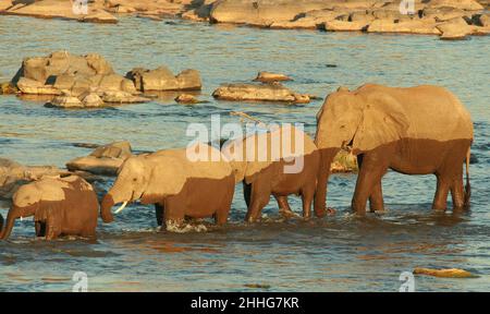 Elefanti che attraversano il fiume, Kruger National Park Foto Stock