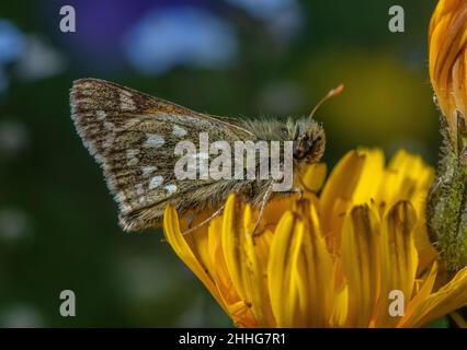 Skipper argentato, Hesperia comma, arroccato su un fiore. Alpi svizzere. Foto Stock