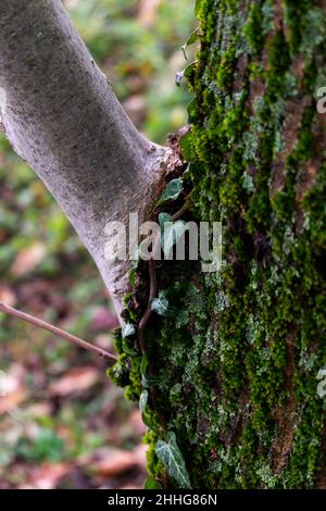 nuovo ramo di tronco avvolto in muschio e con l'edera di arrampicata Foto Stock