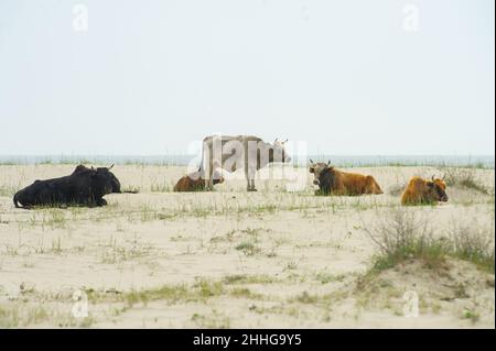 Le mucche tornarono dal pascolo stand sulla spiaggia del Delta Romania Danubio Foto Stock