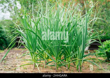 I rigogliosi germogli verdi di aglio crescono coperti con pacciame allineato in file in giardino il giorno d'estate. Giardino biologico, fattoria, agricoltura, natura, sano Foto Stock