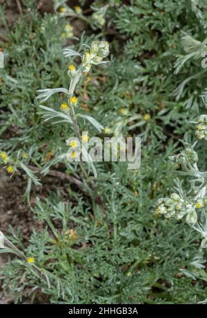 Bianco genepì, Artemisia umbelliformis, in fiore nelle Alpi italiane. Foto Stock