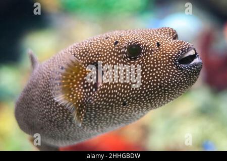 Pesce soffiato (Arothron meleagris), noto come il pesce puffer guineafowl. Foto Stock