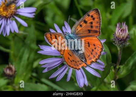 Femmina in rame viola, alciphron Lycaena, su Aster sibiricus in giardino. Foto Stock