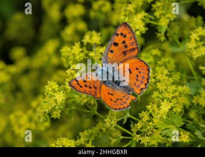 Rame viola femmina, alciphron Lycaena, sul mantello della signora, Alchemilla sp. In giardino. Foto Stock