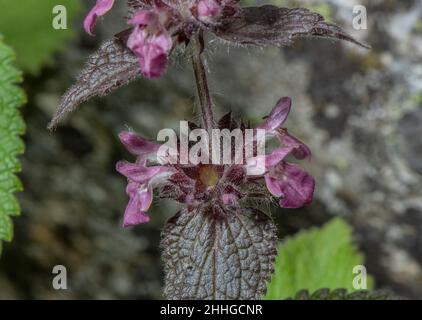 Erba alpina, Stachys alpina in fiore nelle Alpi svizzere. Foto Stock