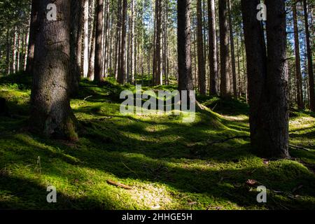 Il pavimento verde della foresta coperto di muschio nel sole assomiglia ad un tappeto Foto Stock