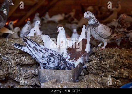 Allevamento di piccioni di razza pura in cortile privato. Casa calda per uccelli. Hobby per l'anima. Dieta carne. Naturecore vita pastorale rurale concetto Copia spazio. Foto di alta qualità Foto Stock