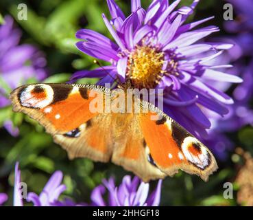 Farfalla di pavone seduta su fiore blu, in latino Inachis Io o Aglais Io Foto Stock