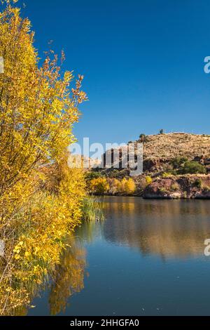 Pena Blanca Lago, albero di salice in autunno, Atascosa Montagne, Coronado National Forest, Arizona, Stati Uniti Foto Stock