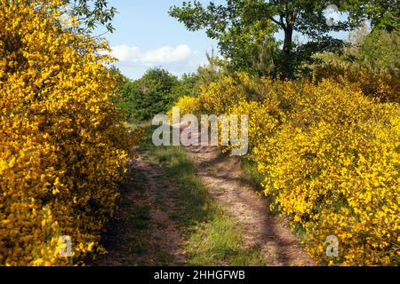 Cytisus scoparius, la scopa comune o scotch ginestra gialla fioritura nel tempo di fioritura e strada sterrata, Boemia e Moravia altopiano, repubblica Ceca Foto Stock