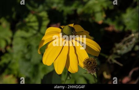 primo piano dei fiori di raggio giallo e del fiore a forma di cono del disco di un luccicante coneflower Foto Stock
