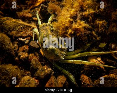 Un granchio tra alghe e pietre. Immagine dal suono, tra Svezia e Danimarca Foto Stock