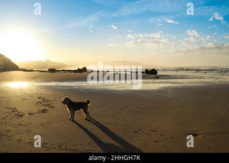 Cane e la sua ombra al tramonto su una spiaggia di sabbia fine in Cantabria, Spagna settentrionale Foto Stock