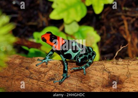 Pampas-del-Sacramento-Baumsteiger, rana velenosa benedetta, Ranitomeya bendicta Foto Stock