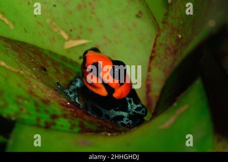 Pampas-del-Sacramento-Baumsteiger, rana velenosa benedetta, Ranitomeya bendicta Foto Stock
