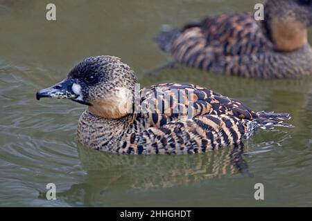 Un anatra con retro bianco, Thalassornis leuconotus, vista ravvicinata Foto Stock