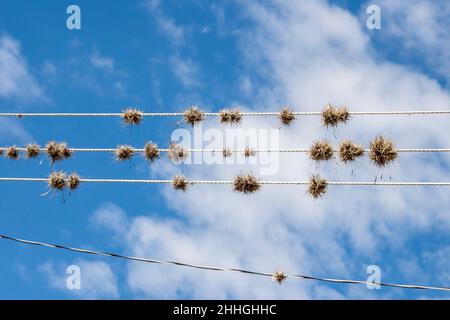 Tillandsia recurvata crescente su fili. Tlacolula, Oaxaca. Messico Foto Stock