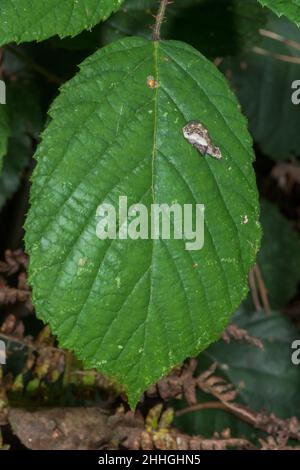 Uccellino mimico bruco di Peach Blossom Moth sul lato superiore della foglia di Bramble (Thyatira batis), Drepanidae. Sussex, Regno Unito Foto Stock
