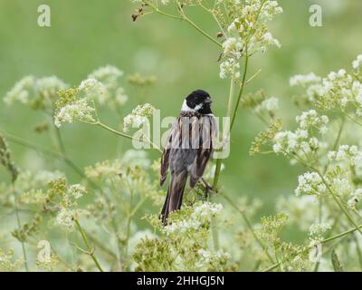 Reed Bunting Foto Stock