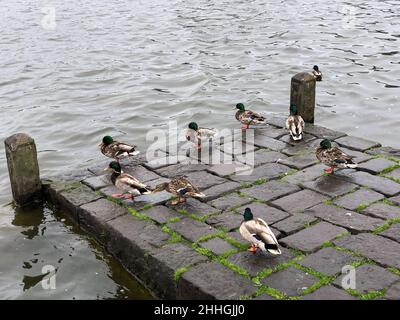 Oche selvatiche su un vecchio molo in pietra vicino all'acqua Foto Stock