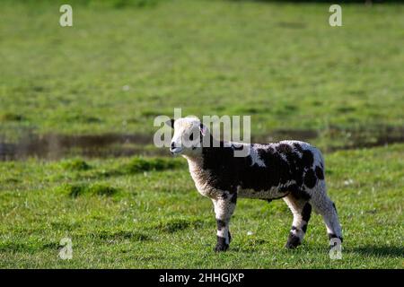 L'agnello bianco e nero singolo si trova in un campo alla ricerca della sua madre Foto Stock