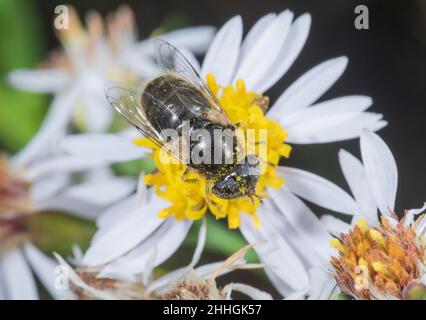 Dronefly (Eristlinus aeneus) femmina ad occhio grosso, nectaring sirfidae. Sussex Regno Unito Foto Stock