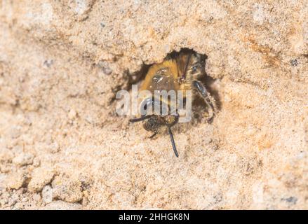 L'ape da miniera femminile (Colletes succinctus) si pulisce all'ingresso di Nest Burrow, Apidae. Sussex, Regno Unito Foto Stock