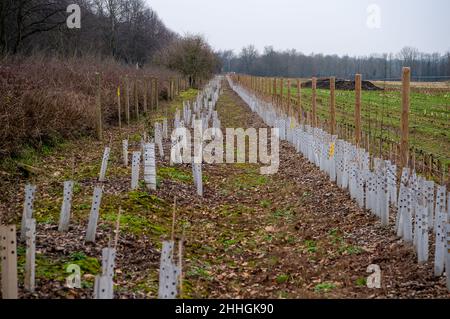 West Hyde, Hertfordshire, Regno Unito. 24th Gennaio 2022. Alberi piantati da HS2 in campi vicino al South Portal Compound a West Hyde. Purtroppo molti degli alberi di sostituzione piantati da HS2 muoiono senza annaffiare. Gran parte della zona dei tre fiumi è ormai irriconoscibile a causa dei lavori di costruzione del HS2. Oggi il governo è tenuto a presentare in Parlamento la legge sul treno ad alta velocità (Crewe - Manchester). HS2 manifestanti stanno organizzando una Giornata Nazionale della Terra di Costing HS2 lungo la strada del HS2 in protesta. Credit: Maureen McLean/Alamy Live News Foto Stock