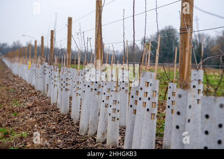 West Hyde, Hertfordshire, Regno Unito. 24th Gennaio 2022. Alberi piantati da HS2 in campi vicino al South Portal Compound a West Hyde. Purtroppo molti degli alberi di sostituzione piantati da HS2 muoiono senza annaffiare. Gran parte della zona dei tre fiumi è ormai irriconoscibile a causa dei lavori di costruzione del HS2. Oggi il governo è tenuto a presentare in Parlamento la legge sul treno ad alta velocità (Crewe - Manchester). HS2 manifestanti stanno organizzando una Giornata Nazionale della Terra di Costing HS2 lungo la strada del HS2 in protesta. Credit: Maureen McLean/Alamy Live News Foto Stock