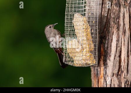 Grigio Catbird arroccato su suet alimentatore. Foto Stock