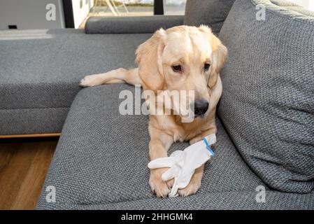 Un giovane recuperatore d'oro si trova sul divano e morde un guanto bianco, cuscini visibili. Foto Stock