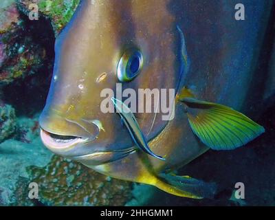 Circolare (Batfish Platax orbicularis) in Mar Rosso Foto Stock