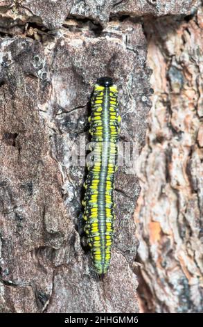 Larva su Pino, Diprion similis. Sussex, Regno Unito Foto Stock