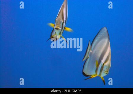 Circolare (Batfish Platax orbicularis) in Mar Rosso Foto Stock