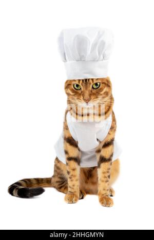 Lo chef Cat si erge su uno sfondo bianco nello studio Foto Stock