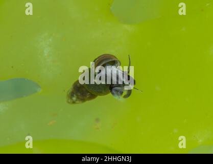 Lumaca viva della guglia (Ecrobia ventrosa) in acque salmastre, Hydrobiidae. Sussex Regno Unito Foto Stock