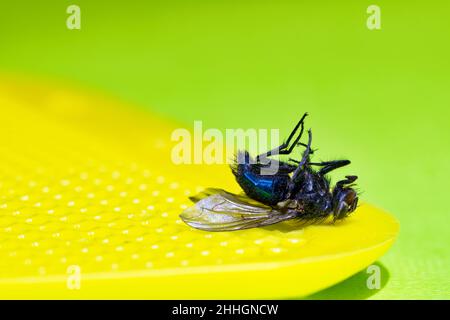 Dead Bluebottle vola su un flyswatter giallo con uno sfondo verde e spazio di copia. Profondità superficiale dell'immagine concettuale del campo. Foto Stock