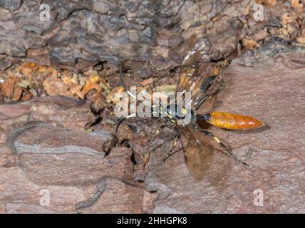 Coloratissimo Darwin Wasp parassita decollo volo (Protichneumon pisorius), Protichneumonini, Ichneumonidae. Sussex, Regno Unito Foto Stock