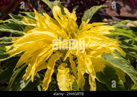 Brassica chinensis rapa 'Asian Delight' - Bok Choy in estate. Foto Stock