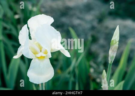 Splendida infiorescenza di fiore bianco dell'iride siberiana regina neve fioritura e germogli in primavera giardino. Natura, primavera, fiore, giardino, botanica, horti Foto Stock