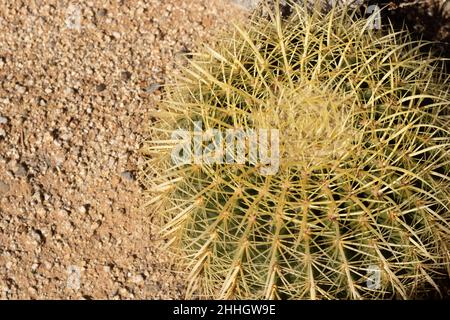 Primo piano di cactus giallo e verde a botte nel deserto della california meridionale, spazio copia Foto Stock